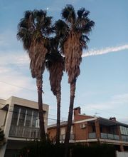 poda-palmera-robusta-cambrils.jpg