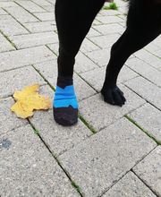 Cabinet Vétérinaire de Vésenaz Bild 8