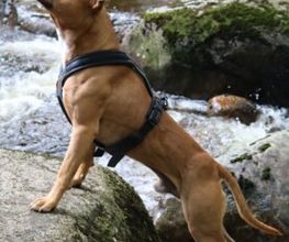 Elmdogs Bild 8