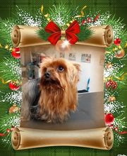 Au Toilettage de Saint Satur image 15