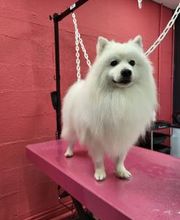 Tom&Co Chinon - Animalerie - Dog Wash image 11