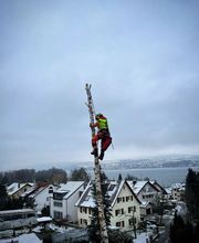 Birkenfällung
