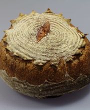 Boulangerie confiserie Parrat Bild 8