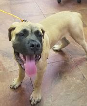 Green Summit Animal Clinic image 4