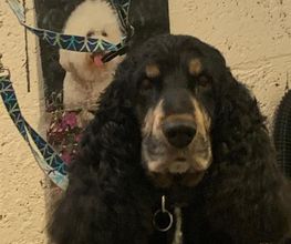 Domidogs image 14