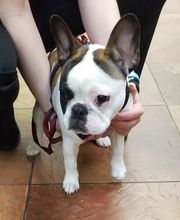 Green Summit Animal Clinic image 5