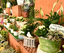 Blumen und Pflanzen
Für jeden Bedarf das passende Angebot: ob Schnittblumen, Topfpflanzen, Samen, Erde, Dünger oder Mottosträuße – wir haben alles da.