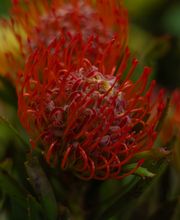 bluemechäller marjo trachsel Bild 5