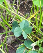 Cognac Michelet image 13