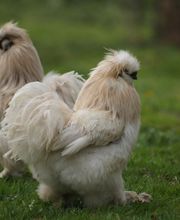 Anima4animals, Institut für Tierkommunikation Bild 1