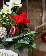 Rambert Fleurs image 8