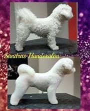 Sandras Hundesalon Bild 4