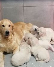 Le Domaine D'Izara image 2