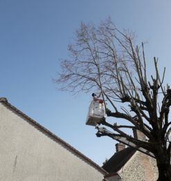 Artisan Elagueur David