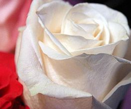 Fleurs et Nuances image 2
