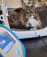 Katze Pulsmessung