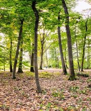 FriedWald Gronenburg Bild 5