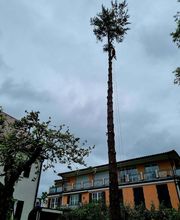 Urban Münchner Baumpflege GmbH Bild 19