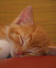 Olde Towne Animal Hospital image 6