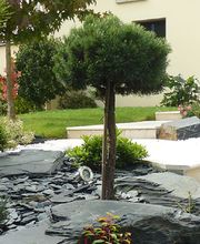 PESTEL PAYSAGE EURL image 8