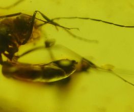 Eldonia image 4