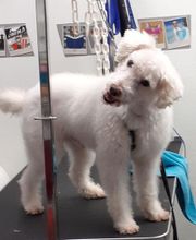 Au Toilettage de Saint Satur image 20