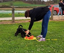 Blättler's Hundeschule Bild 2
