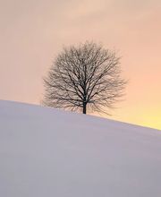 Dietz Gartenbau GmbH Bild 13