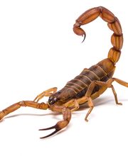 Pied Piper Pest, Termite & Lawn Services image 16