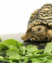 Clínica Veterinaria Okapi imagen 6