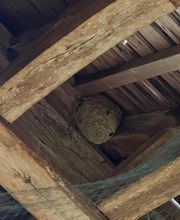 Allo Guepes Dératisation image 4