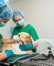 Tierarzt Vlotho, Tierarztpraxis am Roseneck Bild 2