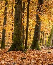 FriedWald Michelstadt im Odenwald Bild 11