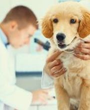 Centro Médico Veterinario Los Álamos imagen 3