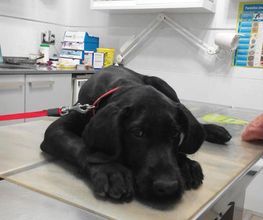perro-paciente-05.jpg