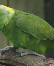 Spaycific'Zoo image 13