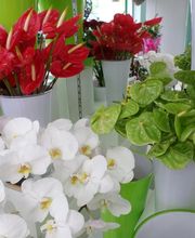 Aux Fleurs de l'Aulne image 8