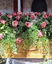 Bestattung Melahn Bild 5