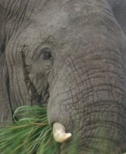 Lathion Voyages et Transports SA Bild 4