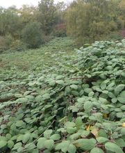 Invaphyt GmbH Bild 1