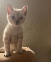 Chatterie Panthera du Maquis image 17