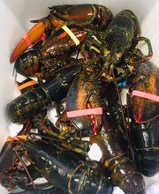 Gallery Professionale