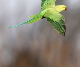 Wildtierfotograf - Lars Kaletta Fotograf | Hannover