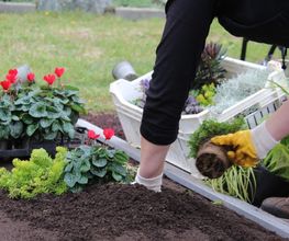 Genossenschaft Kölner Friedhofsgärtner eG Bild 10