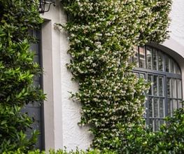 Mint Gardens Bild 7