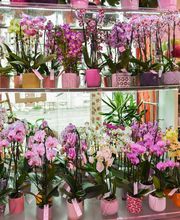 Le Langage Des Fleurs image 8