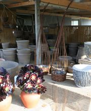Inselblume Bild 5