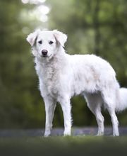 A-Z-Hundetraining Bild 11