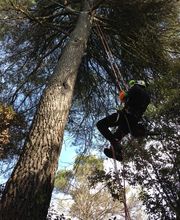 Des Jardins et des Arbres SARL image 8