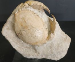Eldonia image 3